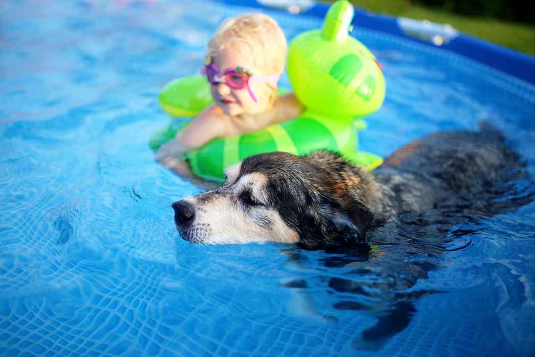 Hund im oberirdischen Pool